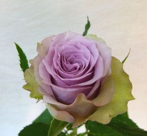 ROSE SAMANTHA BRIDAL 50